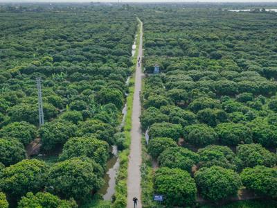 Hải Dương quy hoạch huyện Thanh Hà thành vùng du lịch sinh thái vải thiều nổi tiếng