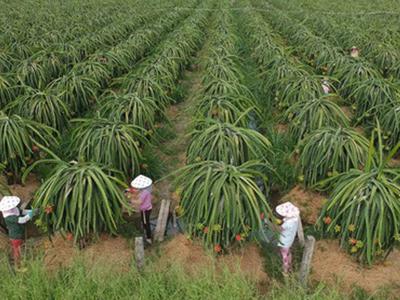 Mã số vùng trồng: "Hộ chiếu" xuất ngoại cho nông sản Việt