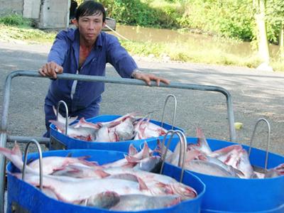Doanh nghiệp chế biến cá tra đang mắc kẹt giữa các quy định chống dịch của các địa phương
