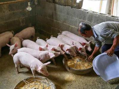 Giá thịt lợn giảm sâu, doanh nghiệp chăn nuôi Trung Quốc nợ chồng chất