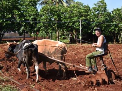 Việt Nam hỗ trợ Cuba phát triển sản xuất nông nghiệp, thủy sản