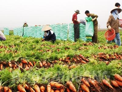 Hải Dương xuất khẩu đơn hàng khủng đầu năm, 250 tấn cà rốt đầu tiên cập bến Hàn Quốc