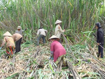 Phân chia lợi nhuận bất hợp lý trong chuỗi sản xuất mía đường