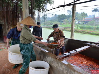 Làng cá chép đỏ nhộn nhịp thương lái trước ngày 23 tháng Chạp