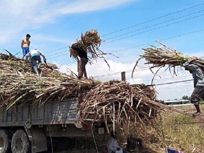 Tình trạng tranh mua mía nguyên liệu giữa các nhà máy đường chưa chấm dứt, vì sao?