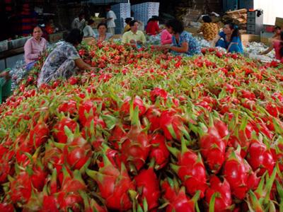 Chuyển dịch xuất khẩu nông sản từ tiểu ngạch sang chính ngạch: Cuộc cách mạng cần có sự kiên trì