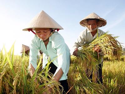 ADB cấp khoản vay 100 triệu USD hỗ trợ sinh kế các nông hộ nhỏ