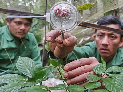 Sắp có phiên chợ bán sâm quốc bảo của Việt Nam 