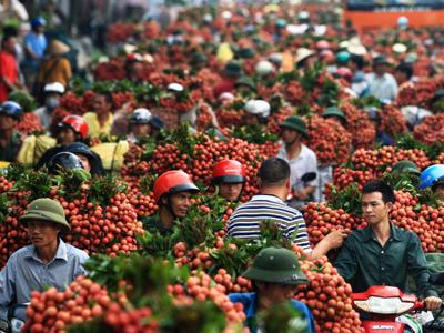 Thương nhân Trung Quốc được cấp phép vào Bắc Giang mua vải thiều 