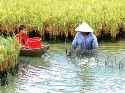 "Con tôm ôm cây lúa" cùng phát triển bền vững