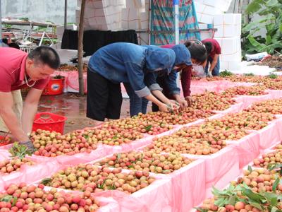 Lục Ngạn chuẩn bị hơn 6 triệu thùng xốp để phục vụ tiêu thụ vải thiều