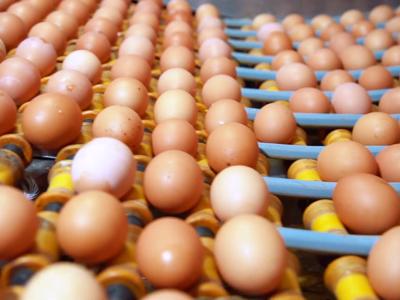 Doanh nghiệp xin tăng giá trứng gia cầm trong chương trình bình ổn 