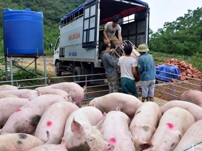 Lạng Sơn tăng cường kiểm tra, kiểm soát chống xuất lậu lợn hơi