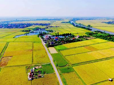 Tổ chức kinh tế không trực tiếp sản xuất nông nghiệp vẫn được nhận chuyển nhượng đất trồng lúa
