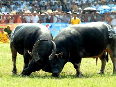 Hội chọi trâu Đồ Sơn, Hải Phòng tái khởi động sau 2 năm vắng bóng vì dịch bệnh