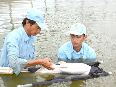 Sản xuất cá tra giống còn bất ổn, nhiều rủi ro