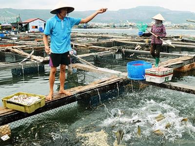 Vì sao thực thi pháp luật trong ngành thủy sản còn nhiều vướng mắc?