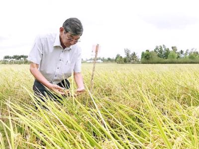 Văn phòng Nội các Nhật Bản đưa gạo ST25 Việt Nam vào thực đơn "bữa trưa đặc biệt"