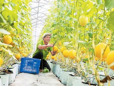 Hỗ trợ kết nối sản phẩm, hàng hóa của khu vực Đồng bằng sông Cửu Long lên chợ online