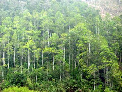 Nghịch lý gỗ rừng trồng khó chứng minh tính hợp pháp
