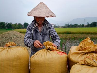 Làn sóng cấm xuất khẩu lương thực toàn cầu: Cơ hội vàng cho hạt gạo Việt Nam?