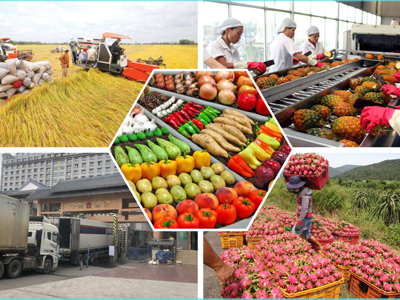 Doanh nghiệp xuất khẩu nông sản phải thay đổi để thích nghi với những quy định mới của Trung Quốc