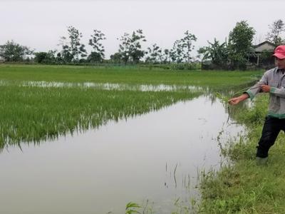 Chính sách hỗ trợ phí bảo hiểm nông nghiệp bỏ sót một tỉnh nơi "rốn lũ" miền Trung, Bộ Tài chính nói gì?