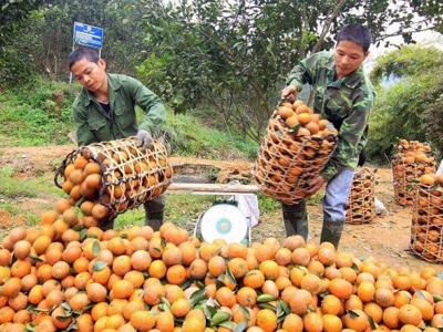 Gắn kết du lịch – thương mại thúc đẩy tiêu thụ nông sản địa phương