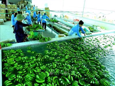 Hướng đi bền vững của doanh nghiệp: Đẩy mạnh xuất khẩu xanh 