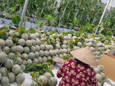 Ưu tiên tín dụng cho nông sản chủ lực vùng Đồng bằng sông Cửu Long