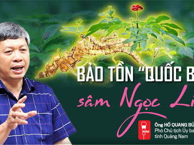 Bảo tồn “quốc bảo” sâm Ngọc Linh 