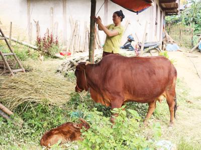 Bắc Kạn triển khai đồng bộ các chính sách về giảm nghèo