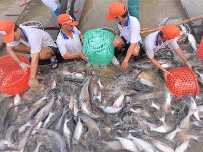 Xuất khẩu sang Trung Quốc không bù đắp nổi thị trường Mỹ, doanh nghiệp cá tra vẫn gặp khó năm 2023