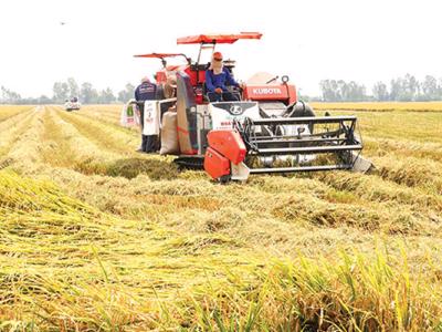 Thu hút đầu tư và tăng cường hiện đại hóa, cải thiện tính bền vững của ngành lúa gạo