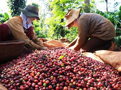 Xuất khẩu thứ 2 thế giới: Cà phê Việt chưa có thương hiệu tầm cỡ và bỏ trống gia tăng giá trị