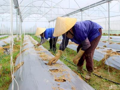 Miền Trung đẩy mạnh nông nghiệp xanh, bền vững 