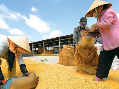 Ngân hàng Nhà nước chỉ đạo "bơm vốn" cho các doanh nghiệp kinh doanh lúa, gạo