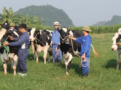 Thiếu quỹ đất cho ngành chăn nuôi, ba Hiệp hội cùng đệ đơn kiến nghị