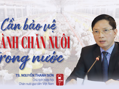 Cần bảo vệ ngành chăn nuôi trong nước