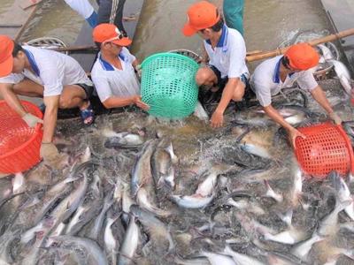 “Giành” lại vị thế và thương hiệu cá tra Việt Nam
