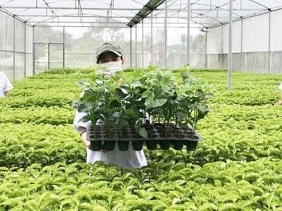 Tháo gỡ bất cập của Luật Trồng trọt, tránh tình trạng doanh nghiệp “giành giật” giống cây trồng