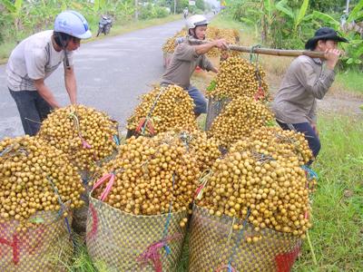 Giải pháp căn cơ: Mở rộng đầu ra cho vải, nhãn