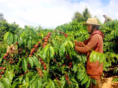 Giá cà phê tăng mạnh nhưng nông dân và doanh nghiệp xuất khẩu không được hưởng lợi