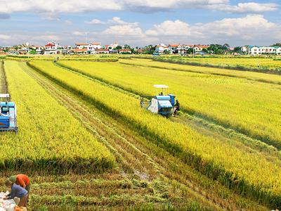 El Nino đe dọa đến nông nghiệp Việt Nam