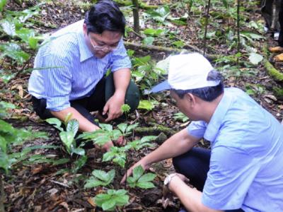 Quảng Nam đầu tư 1.800 tỷ đồng thực hiện Chương trình Phát triển sâm Việt Nam đến năm 2030 