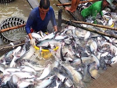 Mức suy giảm đang dần được thu hẹp, xuất khẩu cá tra sẽ cải thiện hơn vào cuối năm
