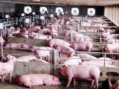 Xây dựng ngành chăn nuôi lợn theo hướng tự chủ, tiến tới xuất khẩu 