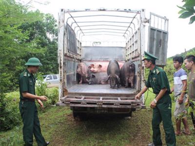 Thủ tướng chỉ đạo lập chuyên án đấu tranh với nhập lậu, vận chuyển trái phép lợn qua biên giới