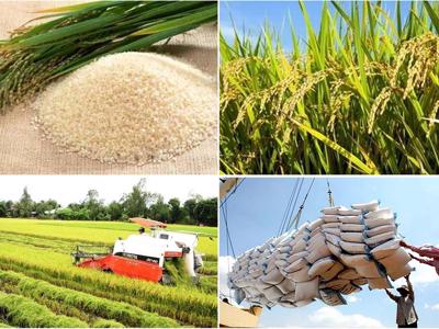 Thủ tướng ra chỉ thị yêu cầu “chấn chỉnh” thị trường lúa, gạo 