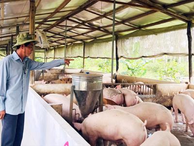 Chăn nuôi an toàn dịch bệnh, đáp ứng tiêu chuẩn xuất khẩu 